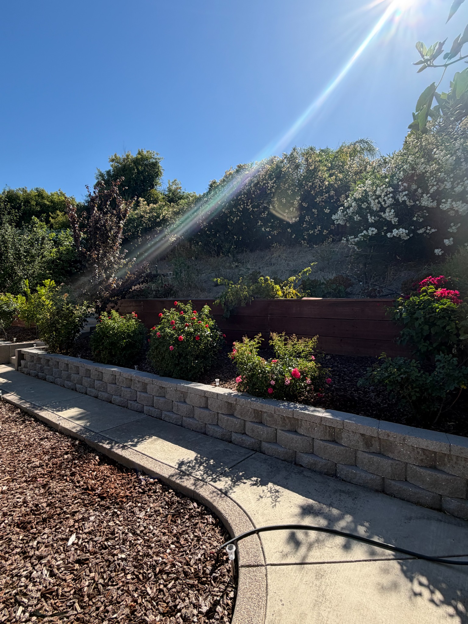 Brentwood hillside before RJ Landscape construction